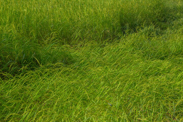 Jasmine Rice Thailand