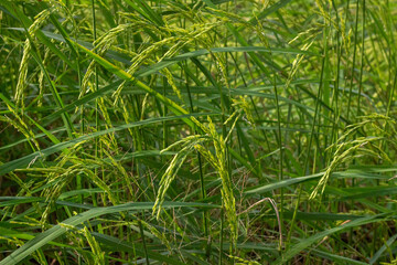 Jasmine Rice Thailand