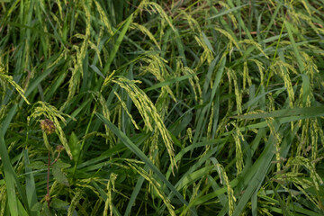 Jasmine Rice Thailand