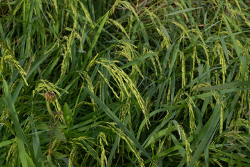 Jasmine Rice Thailand