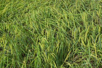 Jasmine Rice Thailand