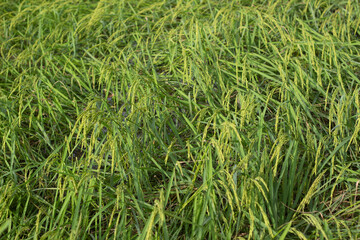 Jasmine Rice Thailand