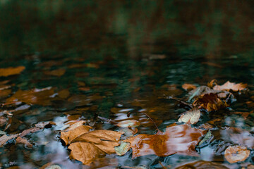 Fototapeta premium autumn leaves in water