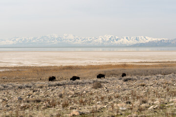 A herd of Bison roaming Antelope Island with a snowy mountain behind.