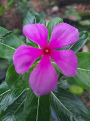 pink and purple