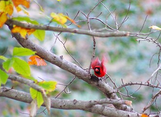 vibrant red cardinal taking flight from tree with autumn foliage