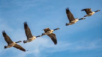 Obraz premium Geese flying in formation against a clear blue sky, wings extended and aligned, evoking precision, grace, and nature’s patterns