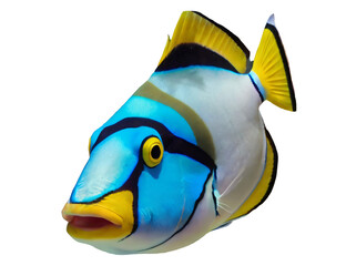 colorful Picasso trigger fish