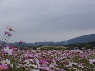 コスモス満開時、曇り空ですが秋桜の花びらは最高のカラフル（奈良県）