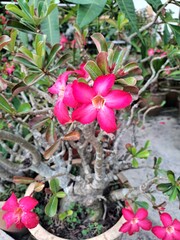 Beauty of Adenium obesum