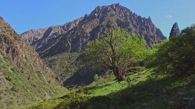 large mountain in font of green grass hill slope with tree at windy sunny summer day, blue sky background