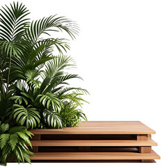 Fototapeta premium palm tree in the garden