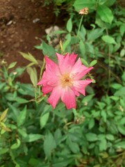 pink rose flower