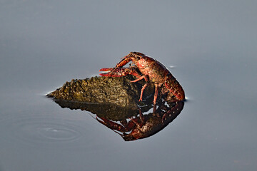 Cray Fish crawling on a rock to lay eggs