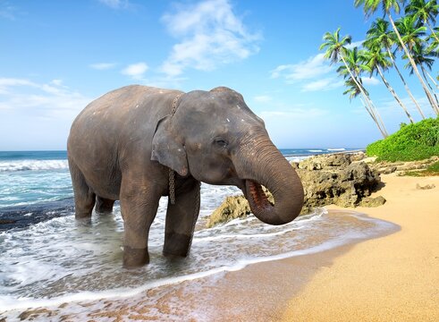 elephant
