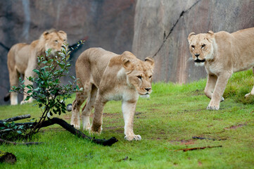 African Lions, Zawadi Mungu, Kya and Neka in the Predators of the Serengeti exhibit at the Oregon Zoo. © Oregon Zoo / Photo by Julie Cudahy