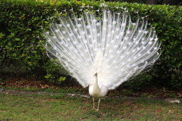 white peacock in the garden