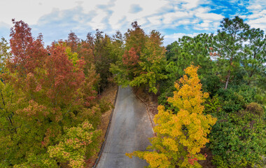 Obraz premium Tai Tong Sweet Gum Woods in Autumn, Hong Kong