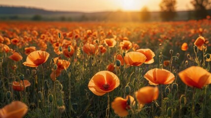 Obraz premium Sunlit Poppy Field at Dusk