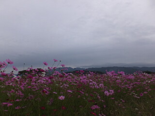 秋のコスモス満開に開く（奈良県）