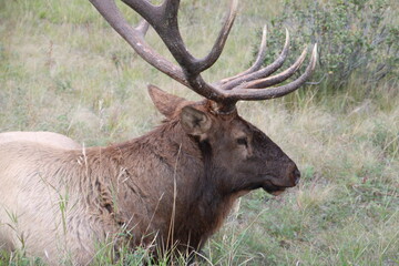 Closeup Of A Elk, Jasper National Park, Alberta