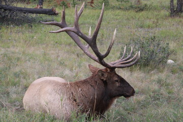 King Of The Elk, Jasper National Park, Alberta
