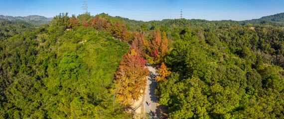 Tai Tong Sweet Gum Woods in Autum