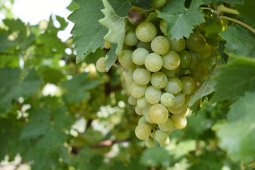 Close up of grapes hanging on Vine, Hanging grapes. Grape farming. Grapes farm. Tasty green grape bunches hanging on branch. Grapes With Selective Focus on the subject, Chakwal, Punjab, Pakistan