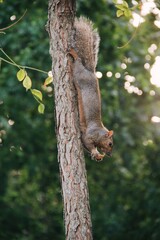 squirrel on tree