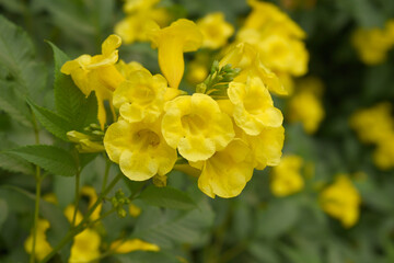 Obraz premium Yellow trumpetbush (Tecoma stans) Called Yellow bell or Yellow Elder Flower, trumpet flower, Beautiful bunch of yellow flowers closeup with green leaves Background, tecoma stans