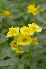 Yellow trumpetbush (Tecoma stans) Called Yellow bell or Yellow Elder Flower, trumpet flower, Beautiful bunch of yellow flowers closeup with green leaves Background, tecoma stans