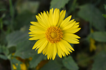 Golden Crownbeard (Also called Golden Crownbeard, Copen Daisy, golden crown beard) in the nature, Golden Crownbeard Flower closeup,Beautiful yellow flower closseup in nature Chakwal, Punjab, Pakistan