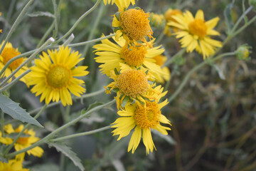 Golden Crownbeard (Also called Golden Crownbeard, Copen Daisy, golden crown beard) in the nature, Golden Crownbeard Flower closeup,Beautiful yellow flower closseup in nature Chakwal, Punjab, Pakistan