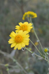 Fototapeta premium Golden Crownbeard (Also called Golden Crownbeard, Copen Daisy, golden crown beard) in the nature, Golden Crownbeard Flower closeup,Beautiful yellow flower closseup in nature Chakwal, Punjab, Pakistan