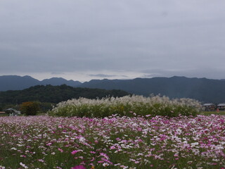 満開の秋桜にススキと空のコラボ（奈良県）日本