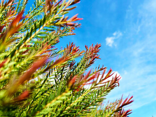 紅く色付く緑の葉と青空