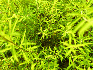 密生する緑の葉のクローズアップ