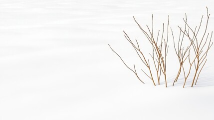 Snow-covered tundra with sparse shrubs emerging through the snow, illuminated by a low winter sun, creating long shadows and enhancing the vast, open feel