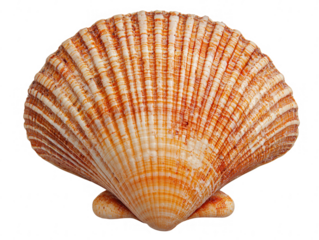 Beautiful scallop shell with intricate patterns, white isolated background.