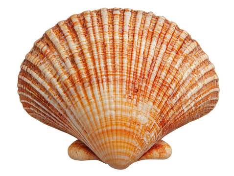 Beautiful scallop shell with intricate patterns, white isolated background.