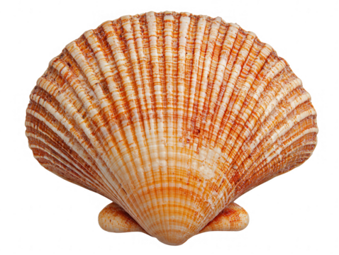 Beautiful scallop shell with intricate patterns, white isolated background.