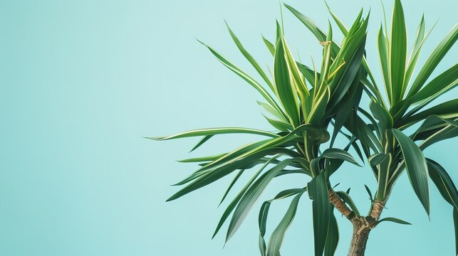 Yucca Plant - a striking and resilient succulent. The yucca showcases its unique form and vibrant green leaves, adding a touch of nature to any space.