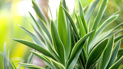 Fototapeta premium Yucca Plant - a striking and resilient succulent. The yucca showcases its unique form and vibrant green leaves, adding a touch of nature to any space.