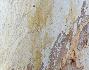 Eucalyptus tree bark texture, Bark of eucalyptus tree, seamless texture, a eucalyptus tree bark texture background image