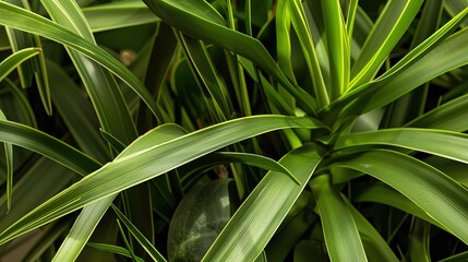 Obraz premium Yucca Plant - a striking and resilient succulent. The yucca showcases its unique form and vibrant green leaves, adding a touch of nature to any space.