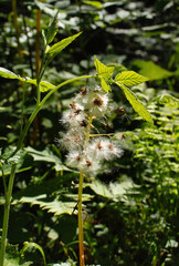 White butterbur seeds in green plants on a sunny spring day in the Bavarian Alps.