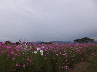 大空の下に畑一面に咲くコスモスの花（奈良県）日本