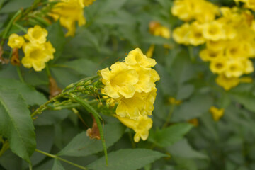 Yellow trumpetbush (Tecoma stans) Called Yellow bell or Yellow Elder Flower, trumpet flower, Beautiful bunch of yellow flowers closeup with green leaves Background, tecoma stans