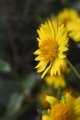 Golden Crownbeard (Also called Golden Crownbeard, Copen Daisy, golden crown beard) in the nature, Golden Crownbeard Flower closeup,Beautiful yellow flower closseup in nature Chakwal, Punjab, Pakistan
