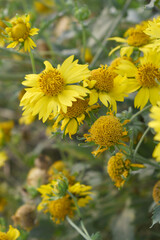 Golden Crownbeard (Also called Golden Crownbeard, Copen Daisy, golden crown beard) in the nature, Golden Crownbeard Flower closeup,Beautiful yellow flower closseup in nature Chakwal, Punjab, Pakistan